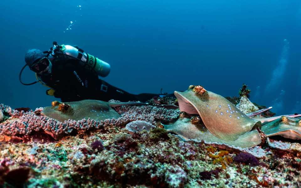 Diving at Bali Manta Point Nusa Lembongan