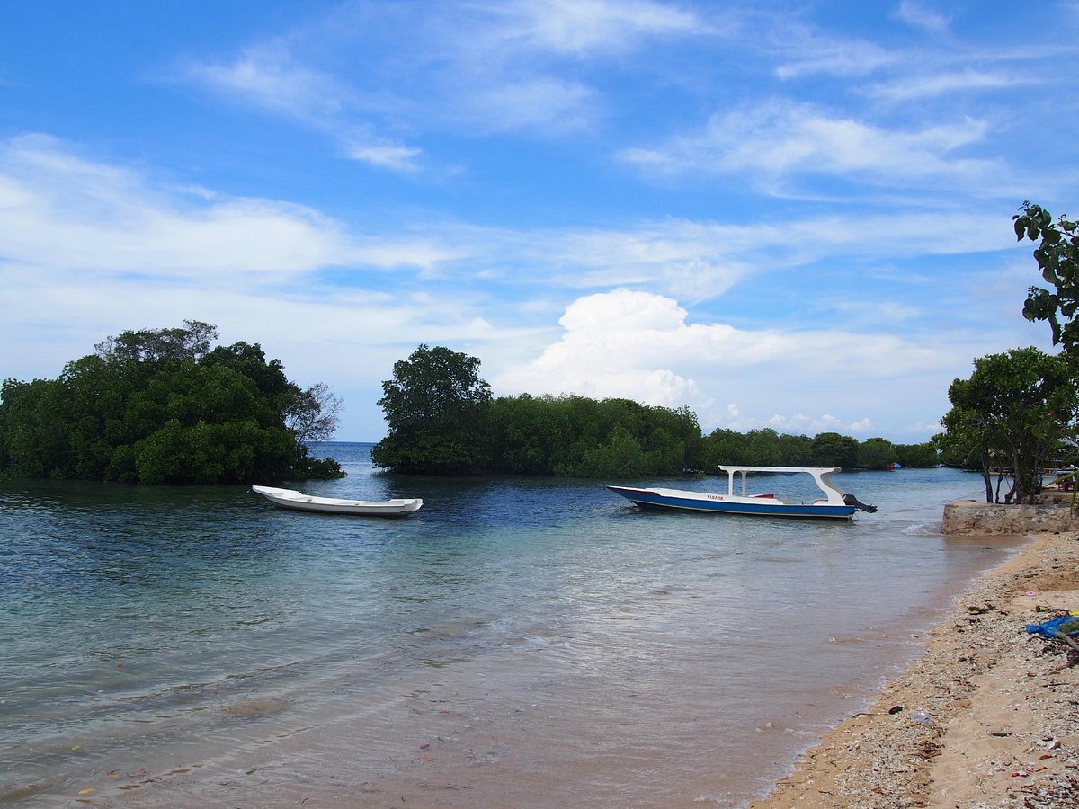 Mangrove Forest